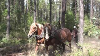 Horse Logging in Montana