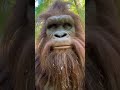 “Bigfoot’s First Forest Vlog – Giant Hands Chaos! 😂📹”