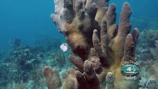 Pillar Coral on Roatan