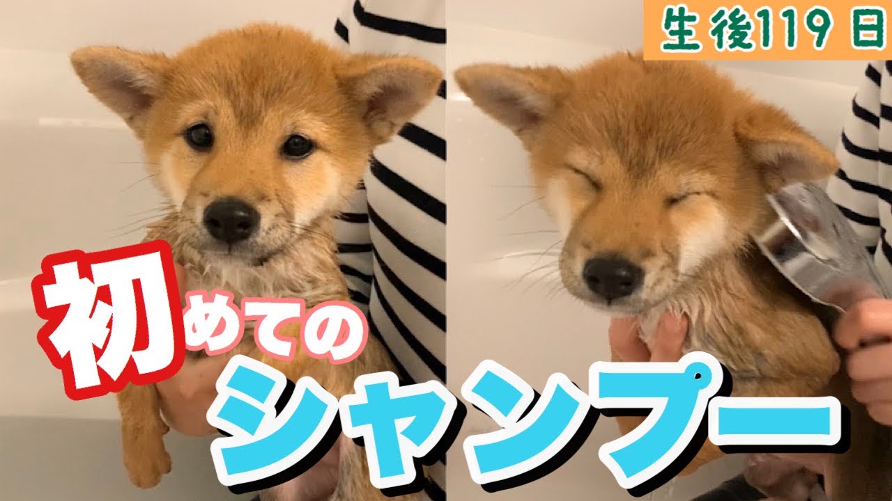 初めてのシャンプー！豆柴子犬【生後119日】 YouTube