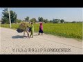 Pure Village Life in Afghanistan | Rural life | 4K