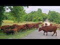 Cattle drive, fencing tips, grassfed steers.