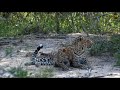 SafariLive April 18 - Leopard Thandi and her cub Tlalamba!