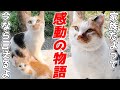 赤ちゃん猫を連れて来てくれた三毛母猫が幸せな生活になるまでの軌跡【感動の物語】