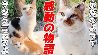 赤ちゃん猫を連れて来てくれた三毛母猫が幸せな生活になるまでの軌跡【感動の物語】