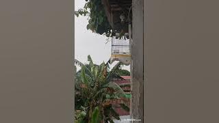 masteran tengkek buto 100% masuk