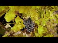 Armenia / Wine &amp; Wine History