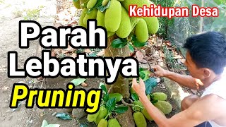 manfaat pruning pohon nangka supaya berbuah lebat seperti ini