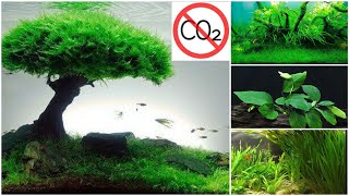 Non CO2 Aquarium Plants | Easy to Care