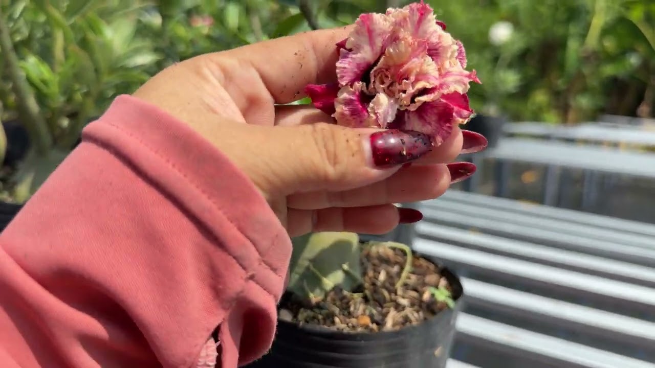 Hoa sứ lô hạt ngày 7/3/26 ac mua cây lh 0912175150 Zalo