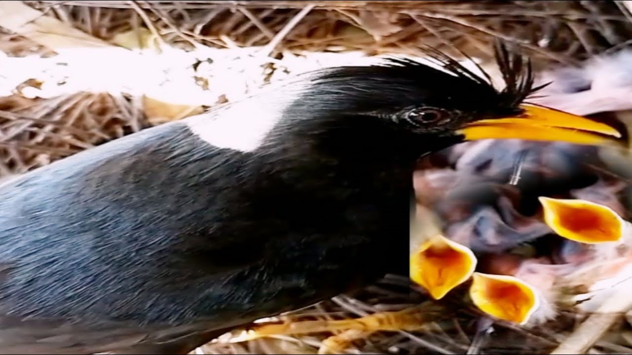 Great myna takes good care of the baby.#Bird life Nest - YouTube
