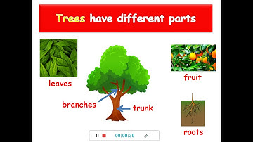 Deciduous and evergreen trees