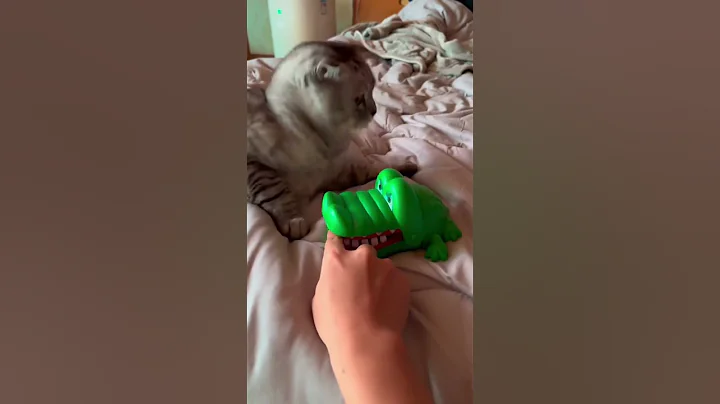 Watch the video about Cat's reaction to toys.#funny #cat #happy