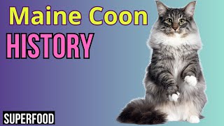 The origin of the Majestic Maine Coon by Superfoods for CATS 105 views 2 weeks ago 5 minutes, 35 seconds