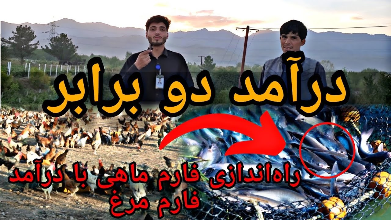 درآمد دو برابر: راه‌اندازی فارم ماهی با سرمایه‌گذاری در فارم مرغ || شرکت مرغداری فقیری
