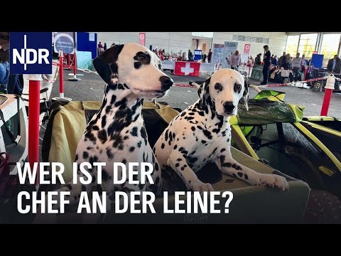 Video: Wie viel wissen Sie über die weltgrößte Hundeausstellung?