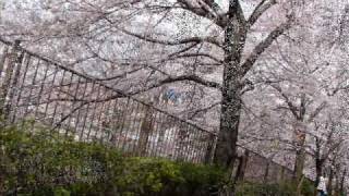 Miniatura de vídeo de "Sakura Mal Pipila by Nanda Malini"
