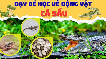 Dạy Bé Học Con Cá Sấu | Dạy Bé Học Nói Tên Và Hoạt Động Của Con Vật | Động Vật Cho Bé