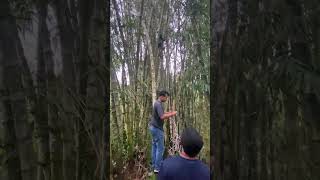 Download Lagu bambu super layang-layang danguang pariaman #layangan MP3