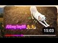 Akbaş' ın keyfi yerinde 🐕‍🦺❤️🐕‍🦺