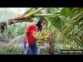 Havesting eating and cooking Banana in my village | LIFE IN THE COUNTRYSIDE | BEN TRE | MIEN TAY