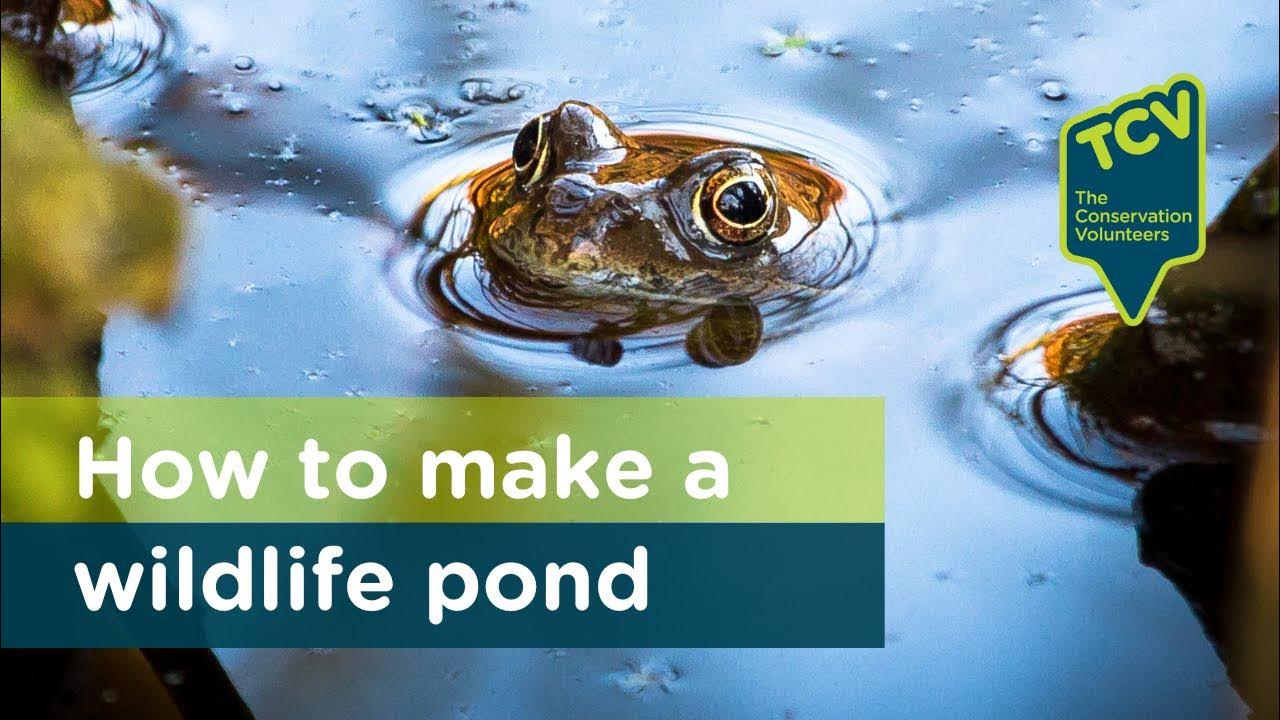 How to make a wildlife pond YouTube