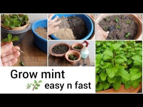 How to grow mint| what is the soil mixture| easy baby steps for beginners #GrowStyleGardening