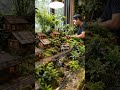 Paludarium AI #ai #videoai #aivideo #paludarium #diorama #akuarium #keretaapi #hsaicreative