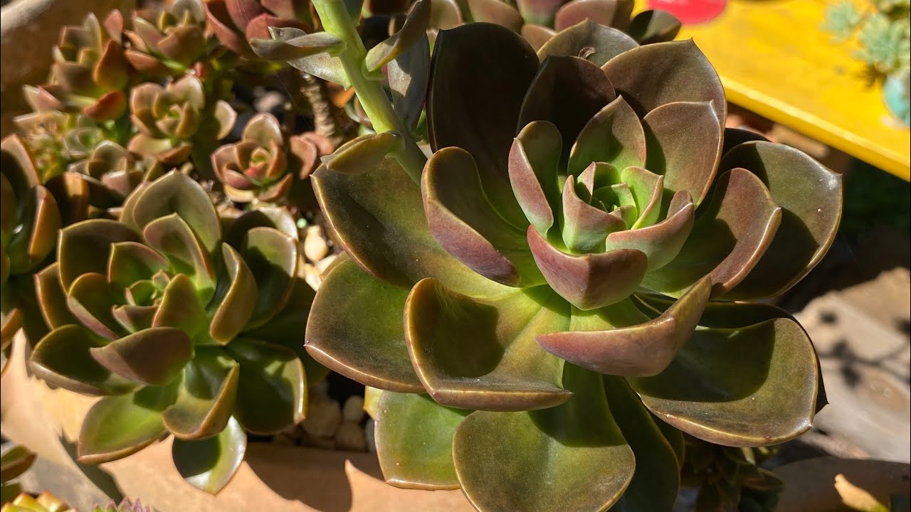 SUCULENTAS EM VASOS MARAVILHOSOS APESAR DE TODO CALORÃO DO VERÃO 