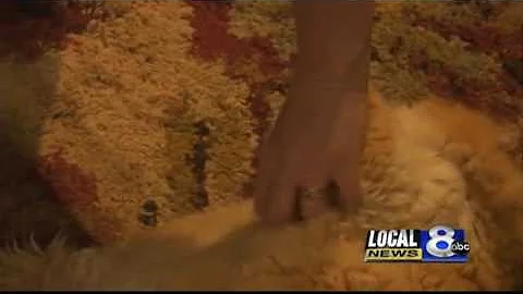 Luigi the cat was down on his luck