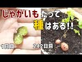 じゃがいもを"種"から育てる