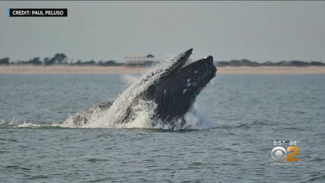Close Encounters With Whales Off Long Island Caught On Video - YouTube