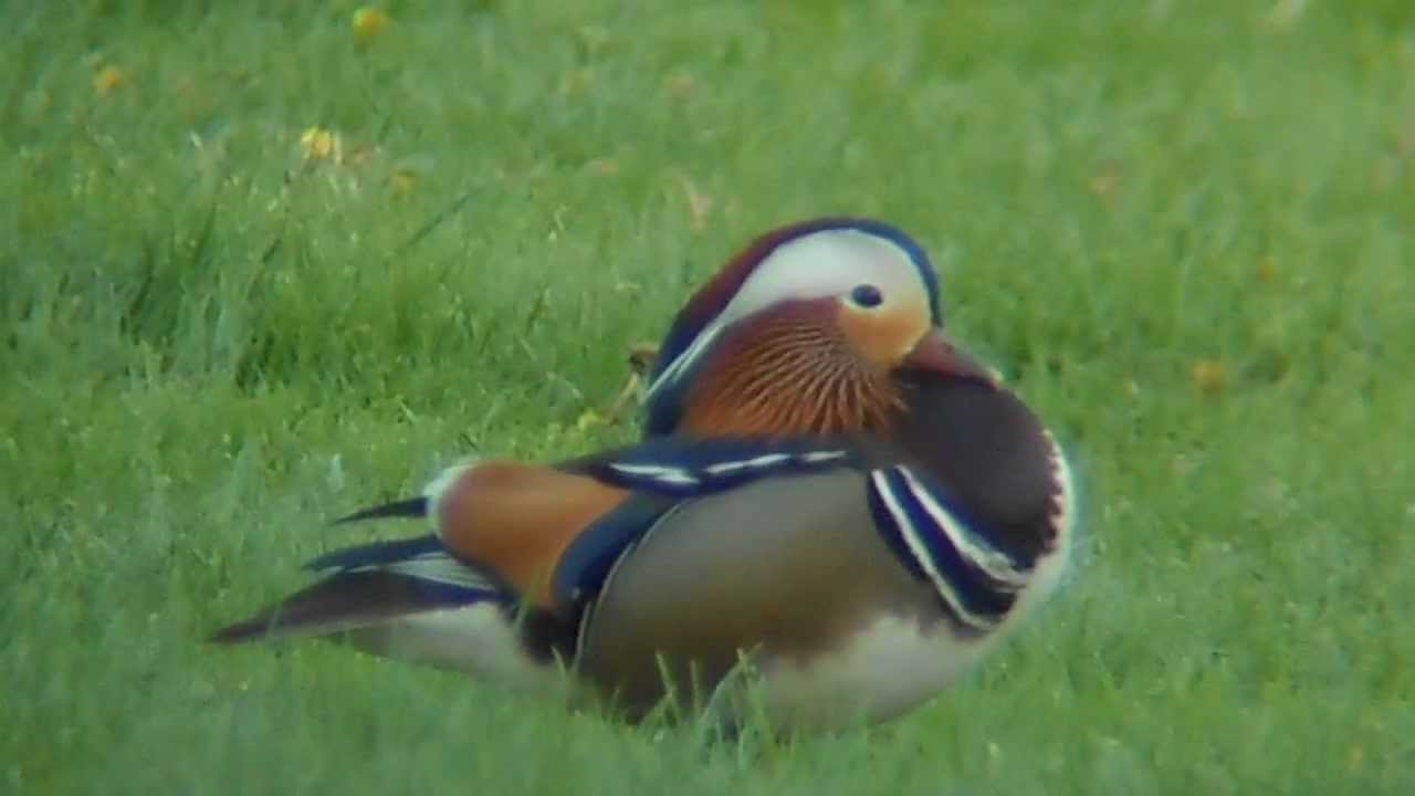 photography en español Mandarin Duck (Drake)