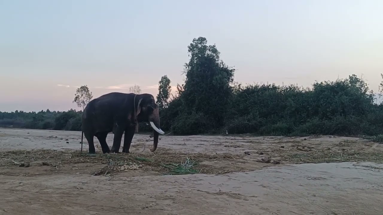 ควาญอ็อดเล่าเหตุการณ์ที่เกิดขึ้นวันนี้ 28กุมภาพันธ์