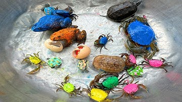 Kem Ốc và cua Chanel lái xe công nông chở các con vật: con cua, con nhện, nòng nọc, con ếch, rắn.