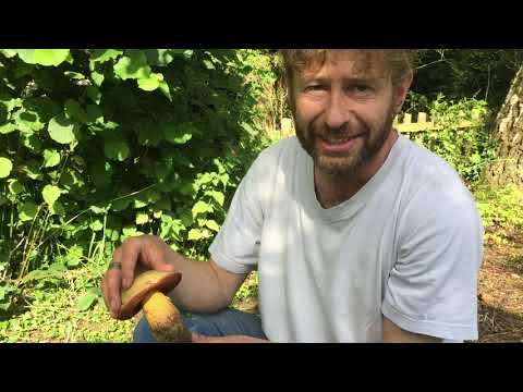 Video: Waar groei bolete?