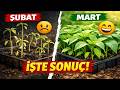 Şubat ayında sakın biber ekmeyin! Bir ay geç ektiğim halde benim fidelerim herkesinkini solluyor!