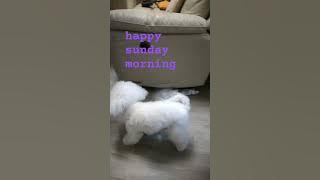 #anabul #happy playing #funny together #joa 🐕