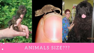 Astonishing Animals Whose Size Is Beyond Our Understanding