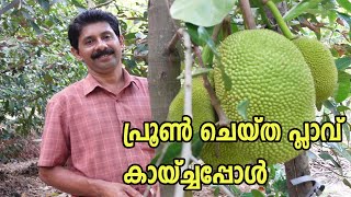 പ്രൂൺ ചെയ്ത പ്ലാവ് വീണ്ടും കായ്ച്ചു Vietnam Super Early Jackfruit Farming Tips