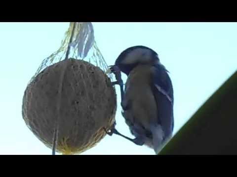 Great Tit in