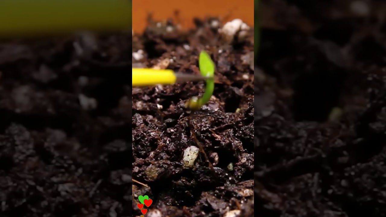 Como Plantar Pitaya: Guia Completo para Cultivar e Colher com Sucesso