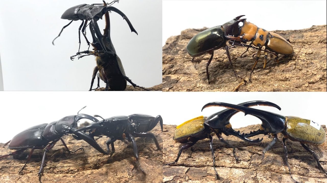 カブトムシクワガタバトル 2024 名勝負ベストセレクション