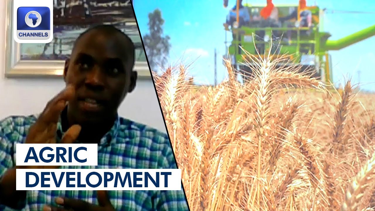 Expectations From New Maize Varieties