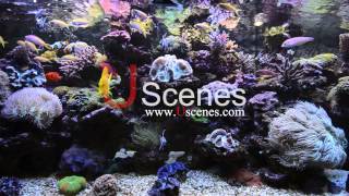 Marine Aquarium Video with Living Coral in FHD screenshot 4