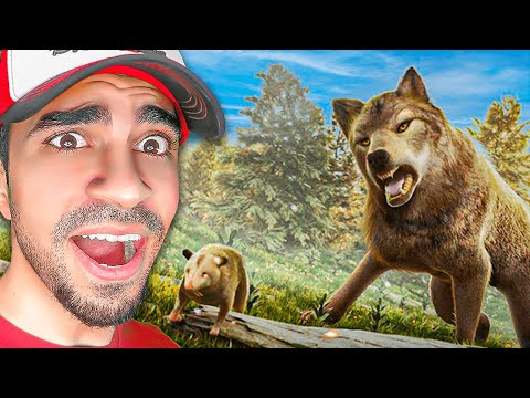 حياة الذئب بداية السيطرة على الغابة