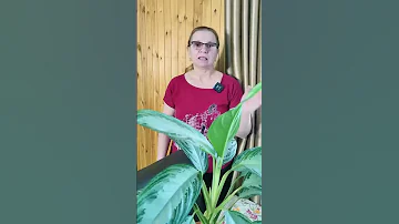 Как протирать листья растений