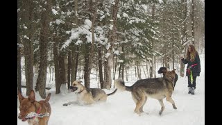 Pack Features w/ TinyHorse: Leaving the city to hike dogs in the Woods