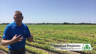 Iron Deficiency Chlorosis in Soybeans