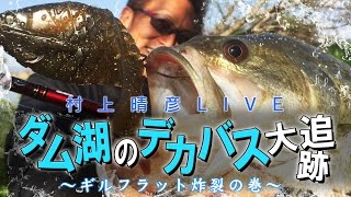 村上晴彦オカッパリLIVE 「ダム湖のデカバス大追跡」ギルフラット炸裂の巻【バス釣り】